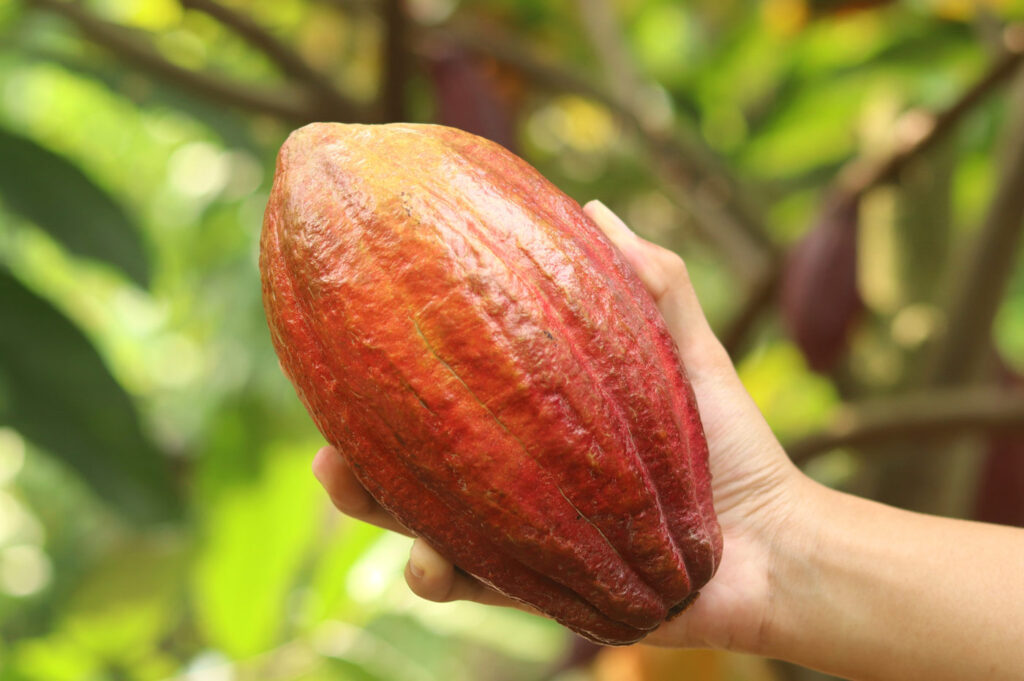 chocolade-plant-fairtrade