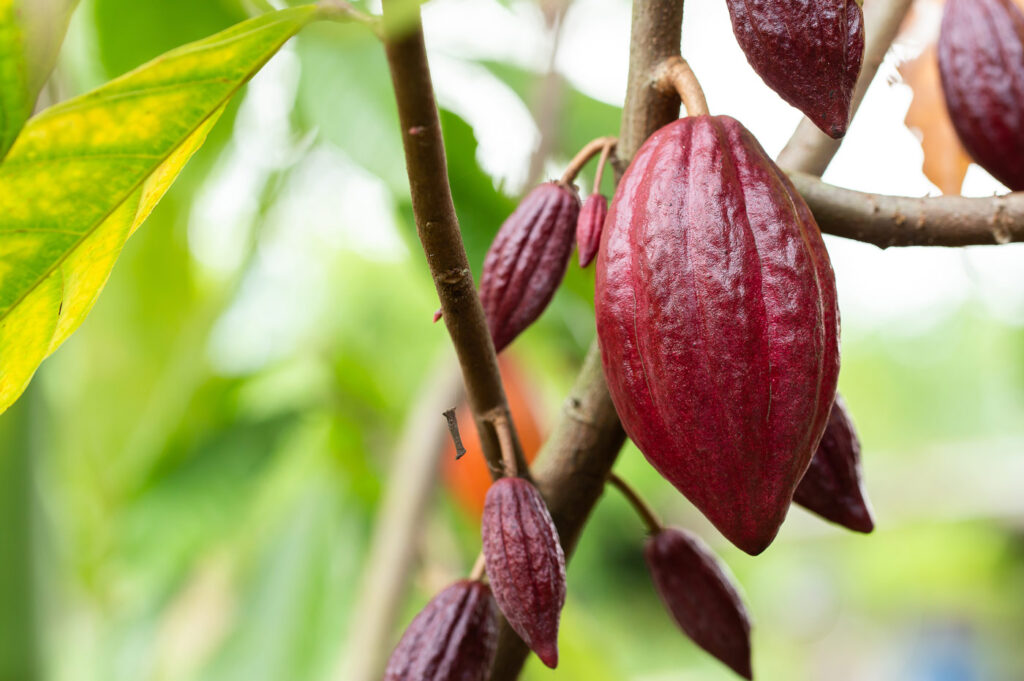 chocolade-plant-voor-fairtrade-ingredienten